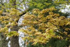 Acer palmatum Chiyo Hime           